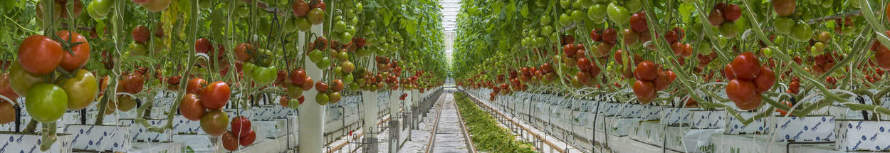 Tomatenplanten in de kas