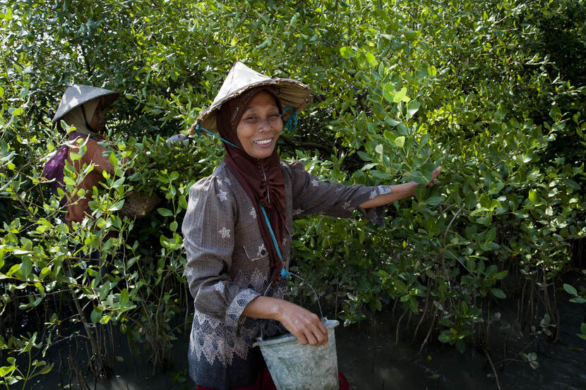 Indonesie - oogsten van de mangroves