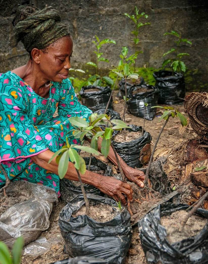 Mangrove herstel Niger Delta