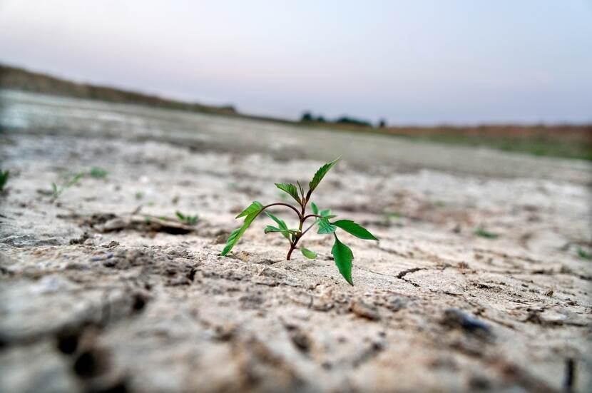 Gescheurde bodem bij droogte