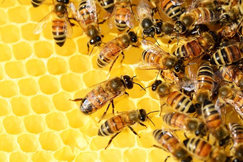 Bijen op honingraat