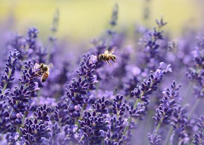 Bijen op lavendel