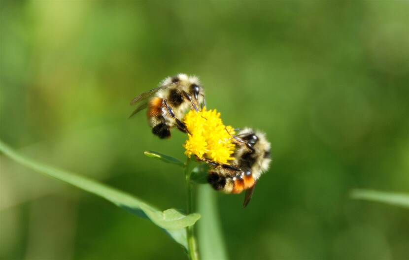 2 bijen bestuiven gele bloem