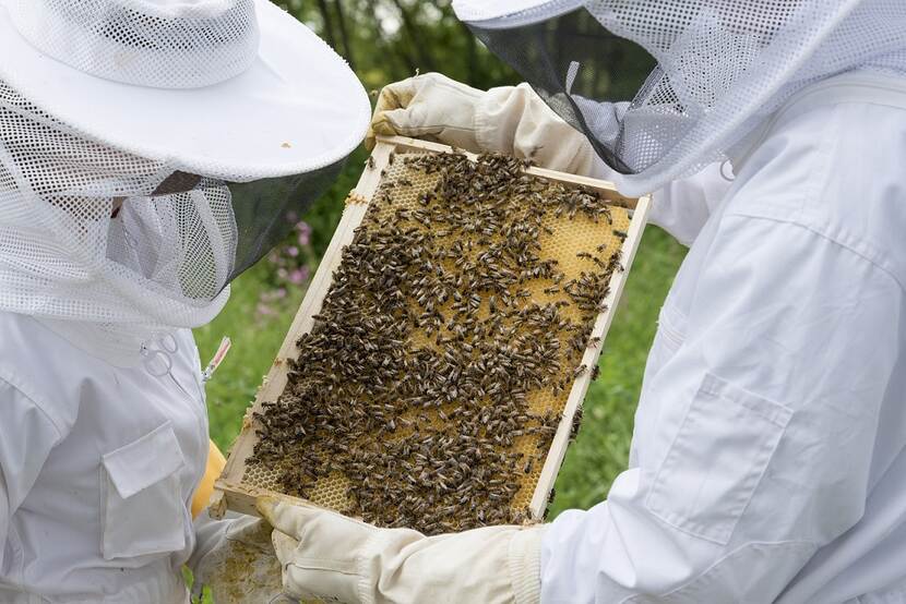 Imkers met bijenkolonie