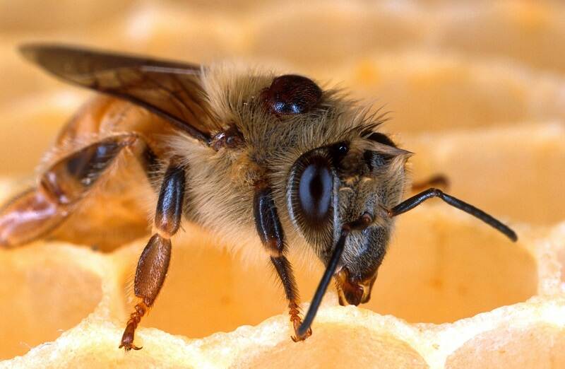 Honingbij op honingraat