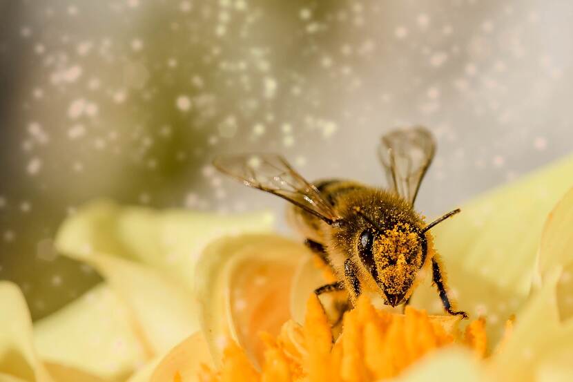 Honingbij op bloem met opvliegend stuifmeel