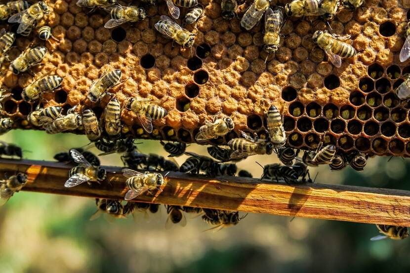 Honingbijenvolk