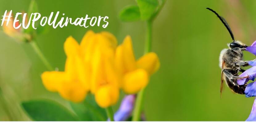 Header website EU Pollinator Information Hive