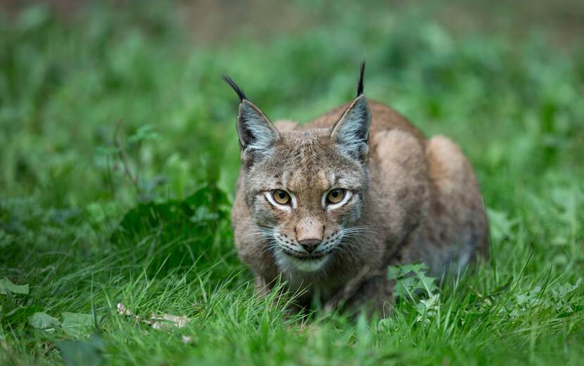 De lynx is een kleine katachtige met zwarte kwastjes op de oren.